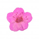 FLOWER-00