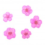 FLOWER-00