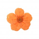 FLOWER-00