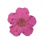 FLOWER-00
