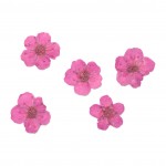 FLOWER-00