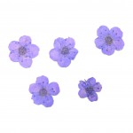 FLOWER-00