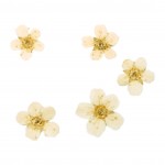 FLOWER-00