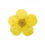 FLOWER-00