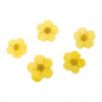 FLOWER-00