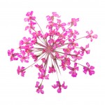 FLOWER-01