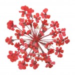 FLOWER-01