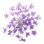 FLOWER-01