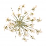 FLOWER-01