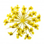 FLOWER-01